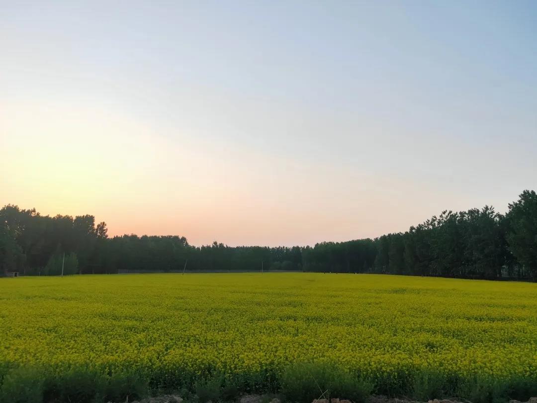 全市林水會(huì)戰(zhàn)觀摩團(tuán)前往黃河之星生態(tài)園觀摩(圖6)